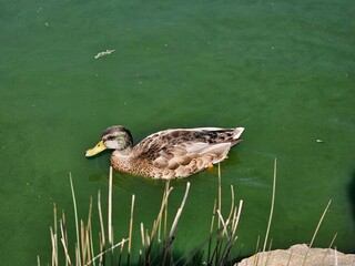 duck in the water