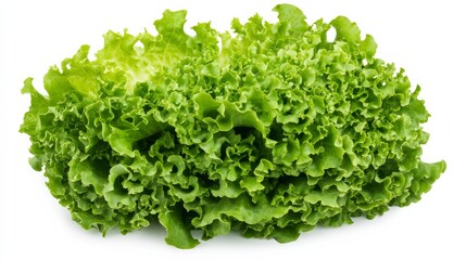 Wall Mural - a fresh crisp lettuce head with its layered, curly green leaves and vibrant color, each lettuce’s vi
