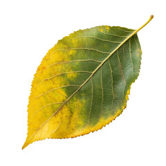 Wall Mural - dynamic colors on a fall leaf during autumn