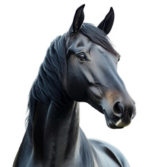 Wall Mural - horse looking isolated on white