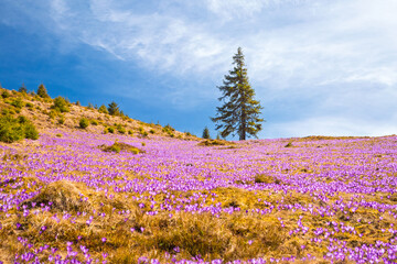 Wall Mural - An incredible hillside carpet of violet saffron flowers shining in the sun. Carpathian mountains, Ukraine, Europe.