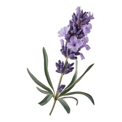 Lavender flowers in full bloom with elegant green stems