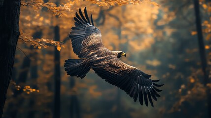 Poster - A golden eagle soars through the air with its wings spread wide, above a misty forest.