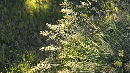 Wall Mural - Backlit grass spikes against a blurred meadow background.