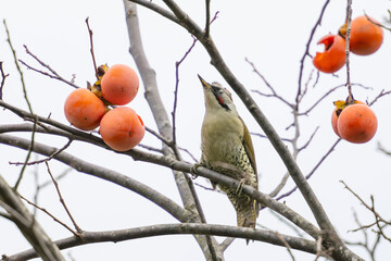 Wall Mural - japanese green woodpecker on a persimmon tree