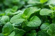 © Yuliia - Close up of lush vibrant green Pogostemon cablin patchouli plant leaves wet from rain or dew, a medicinal plant used in aromatherapy.