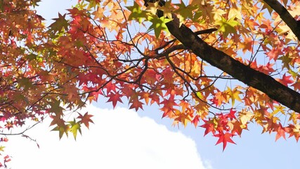 Wall Mural - Nature fall aesthetic outdoor autumn maple leaves blue sky