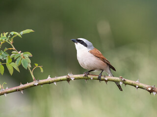 Naklejka na meble Neuntöter (Lanius collurio)