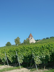 Wall Mural - famous Chapel called Kreuzkapelle on Wissberg hill,Rhinehessen wine region,Rhineland-Palatinate,Germany