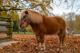 Shetland pony standing on a ground covered with autumn leaves. Pony has a rich reddish-brown coat with a slightly lighter mane giving it a warm and fluffy appearance. Höhenpark Killesberg, Stuttgart