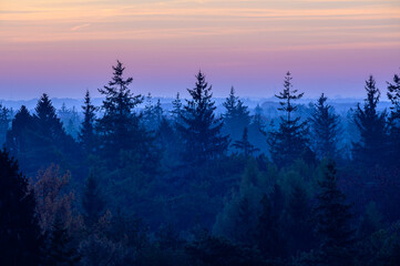 Tree top view over the forest in the blue hour - Hondsrug, Drenthe, The Netherlands.