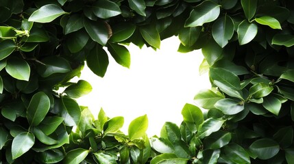 Poster - A blank cutout space is framed by a fresh green hedge