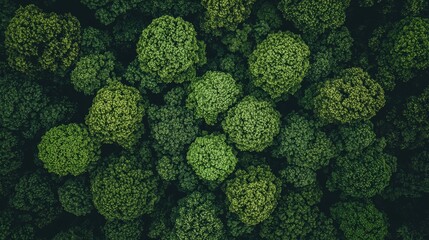 Poster - A young green forest in spring or summer from the top