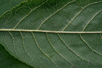 Aufkleber - This is an abstract natural pattern background with leaf veins and diagonal stem lines on a green environment and earth conservation background.