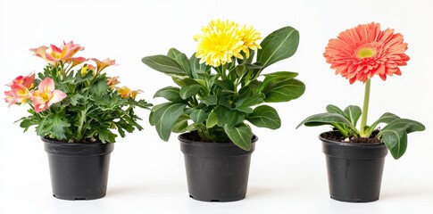 Aufkleber - Fresh flowers isolated on a background, botanical collection of houseplants, natural spring trees and plants.