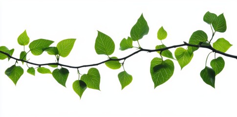 Poster - An elongated twig from a tree with green leaves on the background. Fresh, green branch of fresh leaves isolated on white.