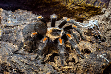 A mexican red knee tarantula 