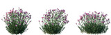 Set of Dianthus gratianopolitanus (commonly known as the Cheddar pink or clove pink) flowering frontal isolated png on a transparent background perfectly cutout high resolution
