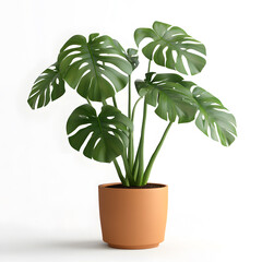 Wall Mural - monstera plant, photorealistic, editorial photo, bright light, textured terracotta pot, natural, white background