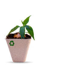 Green plant growing in disposable paper pulp cup with recycle symbol and compost with egg shell and rich soil isolated on white background. Eco friendly and Environmental and Earth day concept.