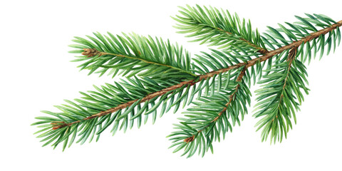 watercolor drawing of a evergreen fir tree christmas branch isolated on white transparent png backgr