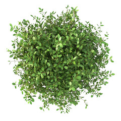 Wall Mural - Top view of a wild bush isolated or on white background 3d render png. Architecture plan