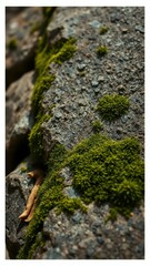 Wall Mural - Lush green moss thrives on a grey rock formation during the afternoon