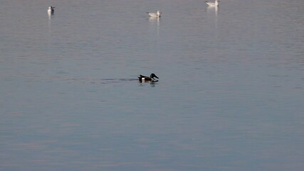 Wall Mural - wild duck on a lake in sunny autumn day