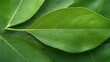 © nilawan - Exploring vibrant green leaves nature’s canvas close-up outdoors textural beauty for inspiration