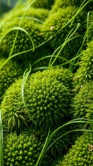 Canvas Print - Lush green moss balls create a vibrant texture in this close-up shot