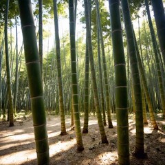 bamboo forest in the forest