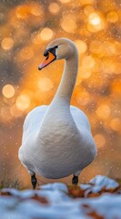 Poster - A graceful swan stands elegantly against a blurred, warm-toned background.