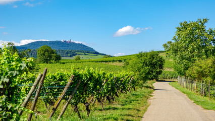 Wall Mural - sunny slopes of the vineyard in Alsace