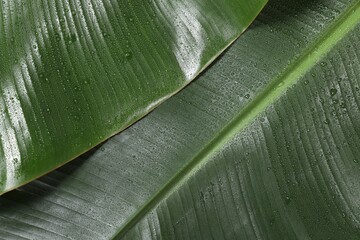 Wall Mural - fresh green banana tree leaves as background, closeup