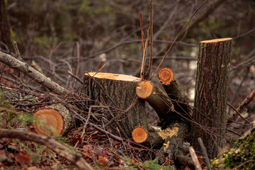 Wall Mural - Deforestation. Alder stumps in the forest from freshly chopped tree after cutting forest