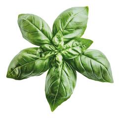 Wall Mural - PNG Fresh basil leaves arranged on a white background