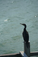 Wall Mural - Cormorant perched by the water coastal view wildlife photography serene environment nature observation birdwatching insights