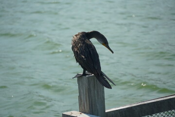 Wall Mural - Cormorant bird perched on dock post coastal water body wildlife photography natural habitat close-up nature conservation