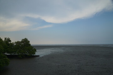 Wall Mural - Serene coastal landscape tidal marshes environmental beauty nature panoramic view tranquility and biodiversity