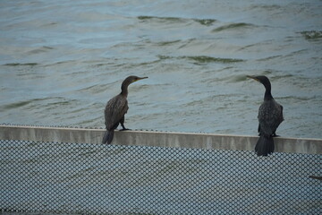 Wall Mural - Two cormorants perched on a wire by the water coastal habitat wildlife observation serene environment nature photography