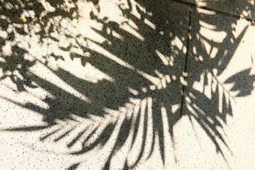 shadow of leaf