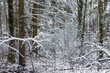 © Владимир Ушаров - Winter landscape of the impassable area of ​​the forest