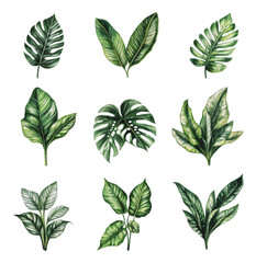 Wall Mural - PNG Collection of tropical leaves on white background