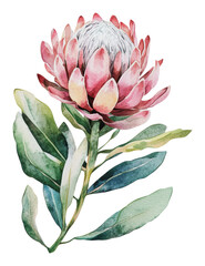 Wall Mural - PNG Watercolor of a blooming protea flower