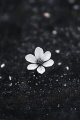 Wall Mural - A single white flower sits atop a dark or black surface, making it stand out