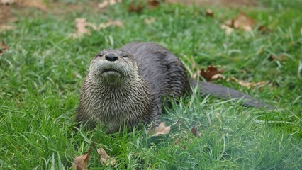 Wall Mural - Close-up of an otter lying in lush green grass, capturing its playful nature in a natural habitat