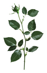 Wall Mural - PNG Fresh green rosebud on a stem with leaves