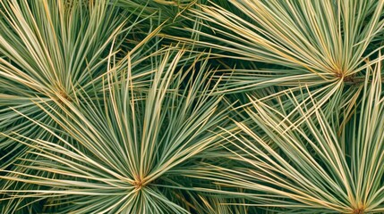 Wall Mural - Varied Green and Yellow Pine Needles Close Up