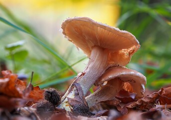 Wall Mural - Close-up of two wild mushrooms growing among fallen leaves in a forest