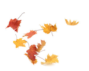Wall Mural - Autumn leaves flying isolated on white background. Colorful leaves falling, autumn concept.